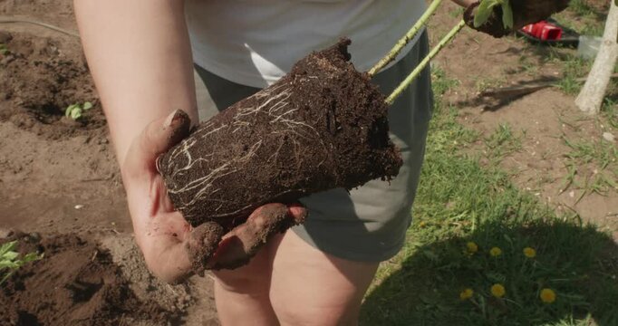 Close up on a farmer's hands gently holding a healthy tomato seedling with a visible root system, preparing to plant it in the fertile soil of a backyard vegetable garden on a sunny day