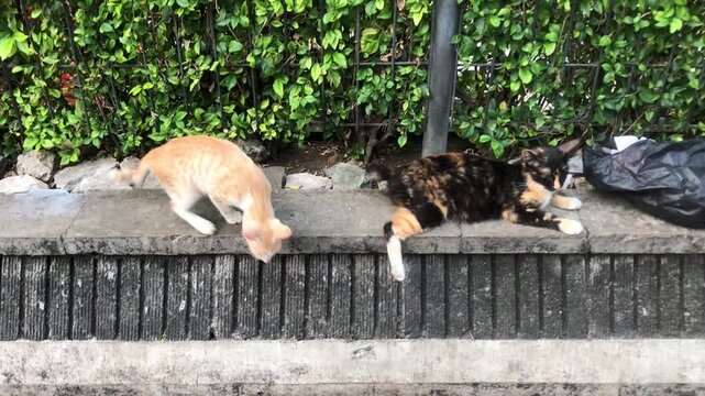 Two cats, one ginger and one calico, resting and jumping down on a stone ledge next to lush green foliage.