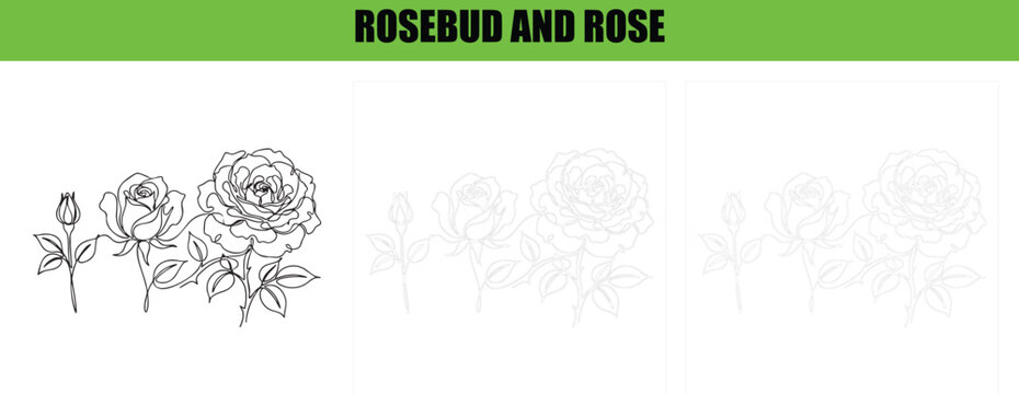 Rosebud and rose line art simple sketch floral botanical outline drawing collection vector illustration.