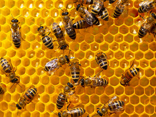 The work of young bees in the hive. Bees create wax honeycombs and convert nectar into honey. © The physicist