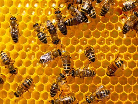The work of young bees in the hive. Bees create wax honeycombs and convert nectar into honey.
