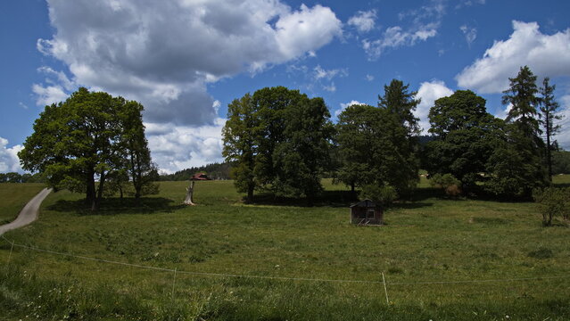 Giant trees at Zaton in Bohemian Forest,South Bohemian Region,Czech republic,Europe
