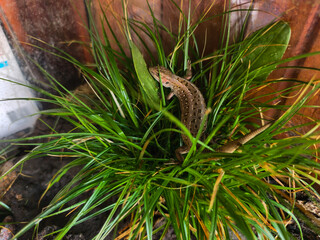 Obraz premium Sand lizard camouflaging itself within vibrant green grass, its spotted brown scales blending naturally with the surrounding foliage, symbolizing adaptation and habitat.