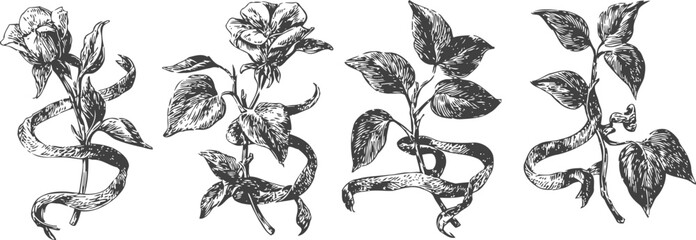 Obraz premium vintage botanical illustrations of flowering plants with twisted stems and leaves