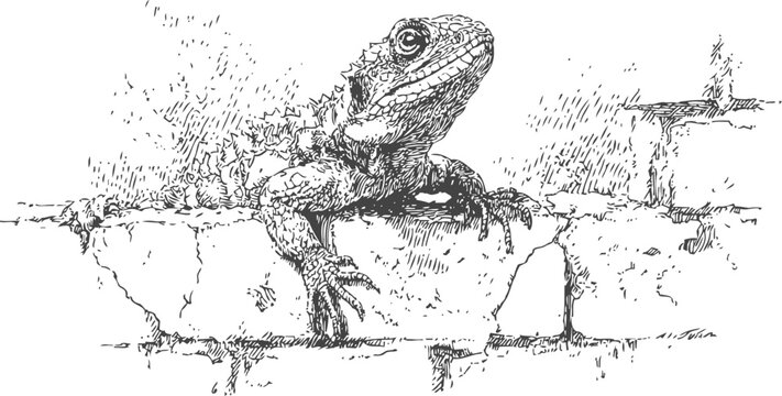 lizard climbing cracked stone wall detailed ink drawing