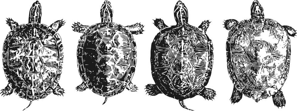 black and white turtle shell illustrations top view set, nature animal sketches