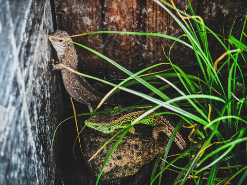 Two sand lizards camouflaged in their habitat, one climbing a wooden wall while the other hides in green grass &mdash; detailed close-up showing texture, scales and survival skills.