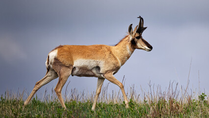 Pronghorn antelope walks through tall grass under a cloudy sky in South Dakota © John Wijsman