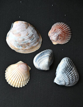 Five Seashells in Water