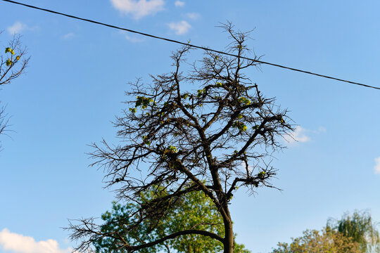 Dry tangled crown of tree with sparse green leaves starting to grow in spring under single utility cable line on sunny day, partially dead tree. Tree pruning near electric wires in residential area