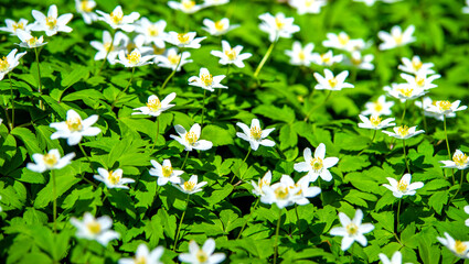 White snowdrops on a forest glade  © licvin