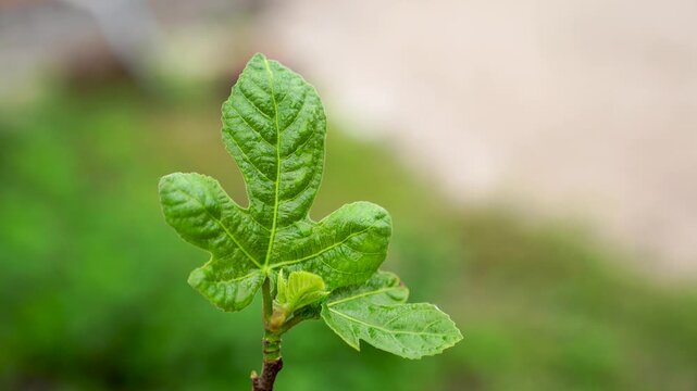 Fig tree leaf and young shoot on branch. Macro nature photography with blurred background. Plant growth, gardening and agriculture concept. Design for banner, poster, wallpaper, header, postcard.
