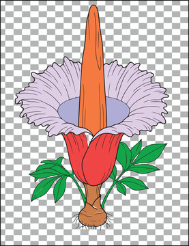 Titan arum botanical vector illustration. Corpse flower or Amorphophallus titanum plant with corm and leaves isolated on transparent background.