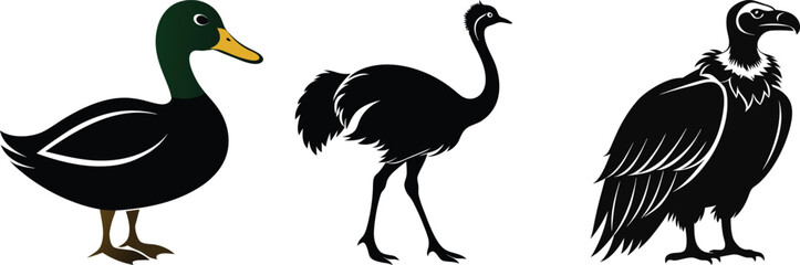 Fototapeta premium Bird illustrations EPS with mallard duck, emu, and vulture silhouettes, isolated on white background for wildlife design projects