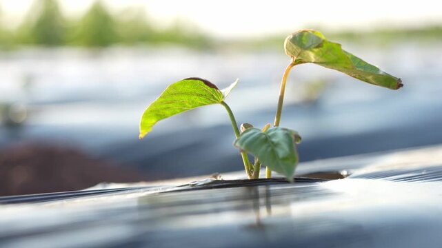 Young green seedlings emerging through black plastic mulch under sunlight in agricultural field