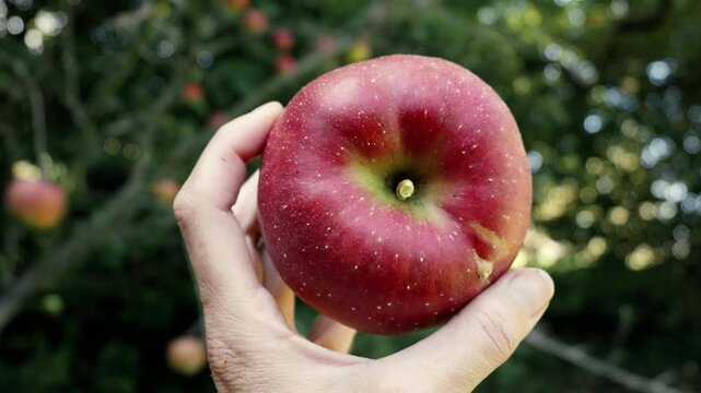 slow‑motion view of a ripe picked apple held in a woman&rsquo;s hand with orchard trees in the background