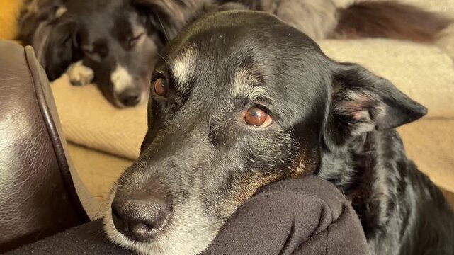 Close-up view of two domestic dogs resting on a couch at home. One dog looks toward the camera while another sleeps in the background, creating a calm and cozy indoor scene.