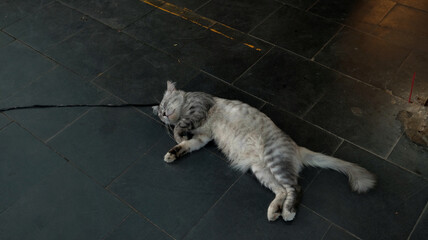 Cat Sleeping Peacefully On A Sidewalk