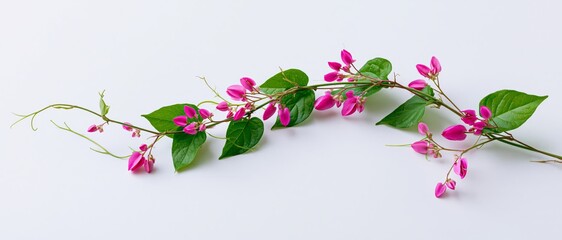 Fototapeta premium Green Vine with Dried Pink Flowers Isolated on White Background Botanical Element