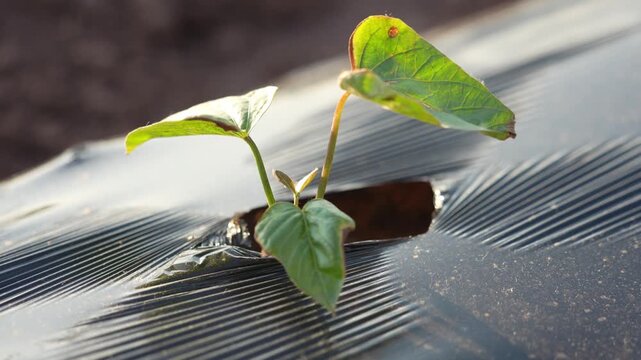 Young seedling emerging through black plastic mulch in agricultural field under sunlight