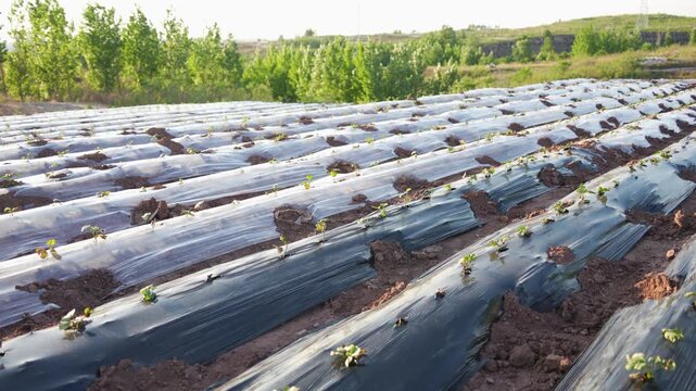 Agricultural field with black plastic mulch covering neatly arranged seedlings for crop cultivation
