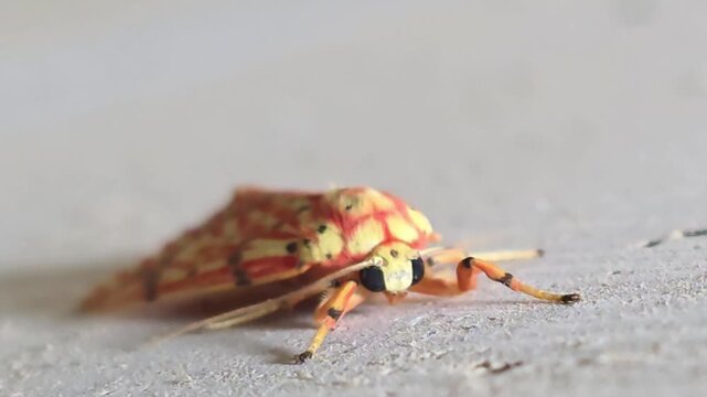 Close-up Front View of a Rosy Tiger Moth (Barsine striata) Resting on a Concrete Wall #001