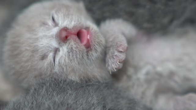 Adorable British Shorthair Kittens Sleeping Peacefully