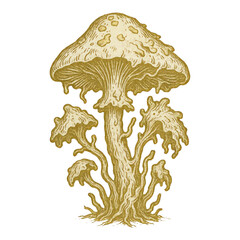 Obraz premium PNG Vintage mushroom illustration with intricate details.