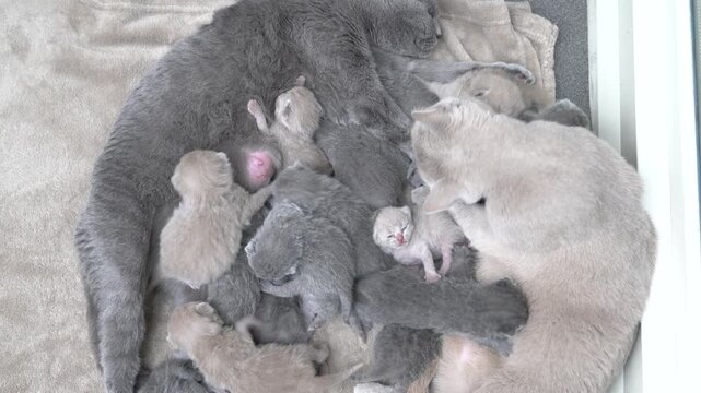 Aerial view of British Shorthair and Scottish Fold mother cats nursing a large group of newborn kittens together