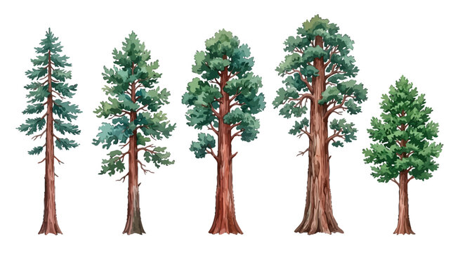 Illustration of various stages of tree growth showcasing different sizes and shapes of pine trees