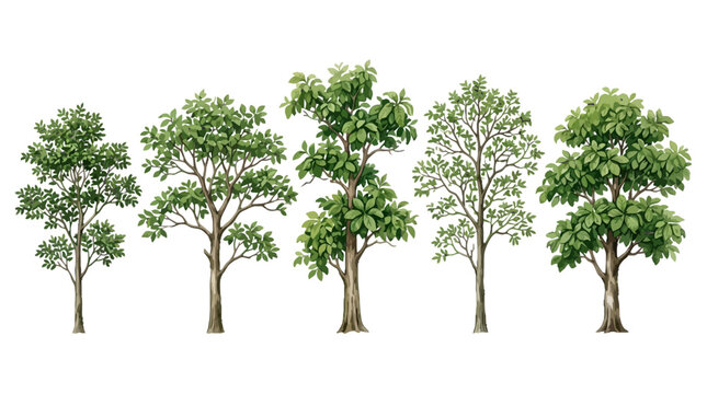 Diverse sequence of five deciduous trees showcasing various growth stages and leaf arrangements in a natural setting simplified