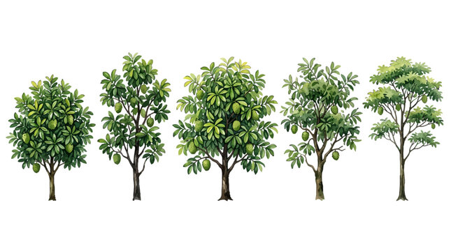 sequence of five citrus trees at different growth stages rich vibrant foliage fully developed fruits leafy branches