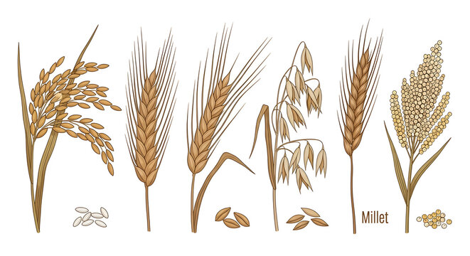 Variety of golden wheat and millet grains are illustrated on a clean white background