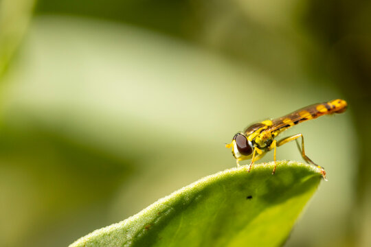 Hoverfly resting on a green leaf in nature