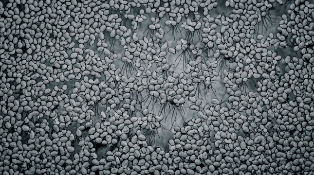 Duckweed water surface cellular packing slate grey, thallus root pattern macro