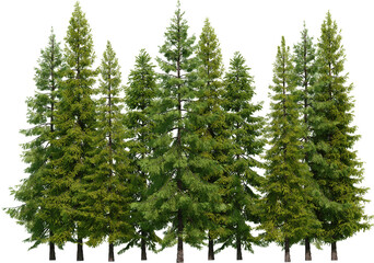 Coniferous forest on a transparent background   © jomphon