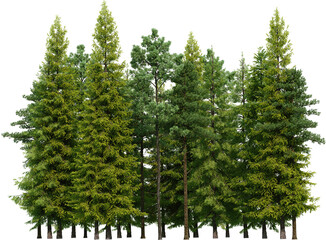 Coniferous forest on a transparent background   © jomphon