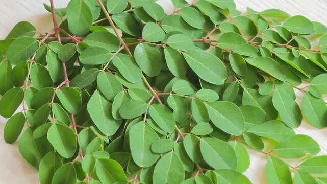 Vibrant green moringa leaves on black background plant branch,