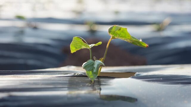 Young green seedling emerging through black plastic mulch in agricultural field