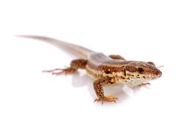 Naklejka premium lizard