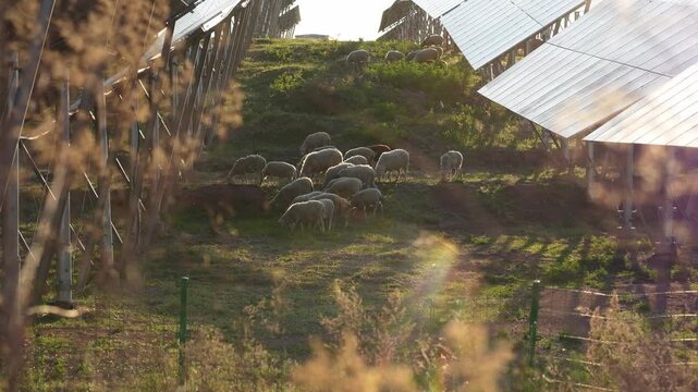 Sheep grazing on a grassy hillside beneath solar panels in rural China