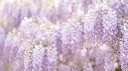 Obraz premium dreamy soft focus background of cascading purple wisteria branches with sunny bokeh