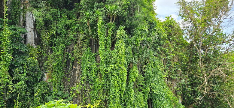 Vines and creepers densely cover the rocky cliffs and trees. These plants can spread and cover the area very quickly. The vines engulf the space. Compound leaf has three leaflets and grows very quickl