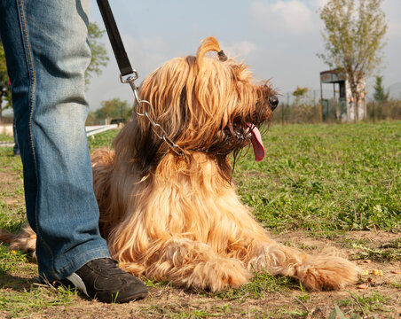 briard in training