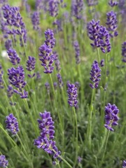 Obraz premium Lavender flowers background with blooming purple flower spikes