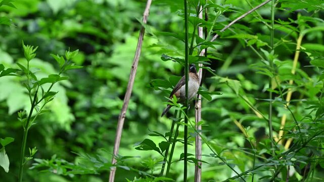 A small white-rumped munia with white belly perches quietly on a slender green stem amidst vibrant, dense forest foliage