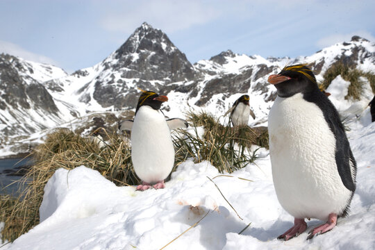 Macaroni penguins on South Georgia Island