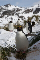 Obraz premium Macaroni penguins on South Georgia Island