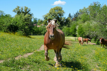 Comtois Stute auf einer Weide im Frühsommer © Markus Kammermann