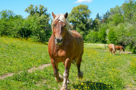 Comtois Stute auf einer Weide im Fr&uuml;hsommer